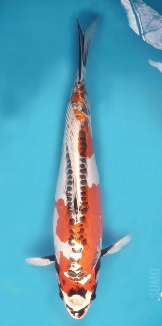 Beni Kikokuryu